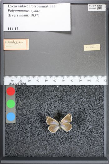 Media type: image;   Entomology 53967